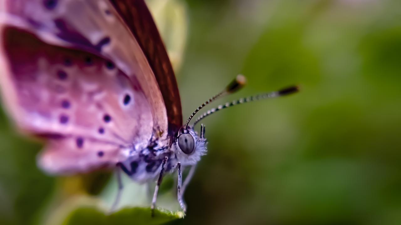 Farfalla Viola: cosa si nasconde dietro