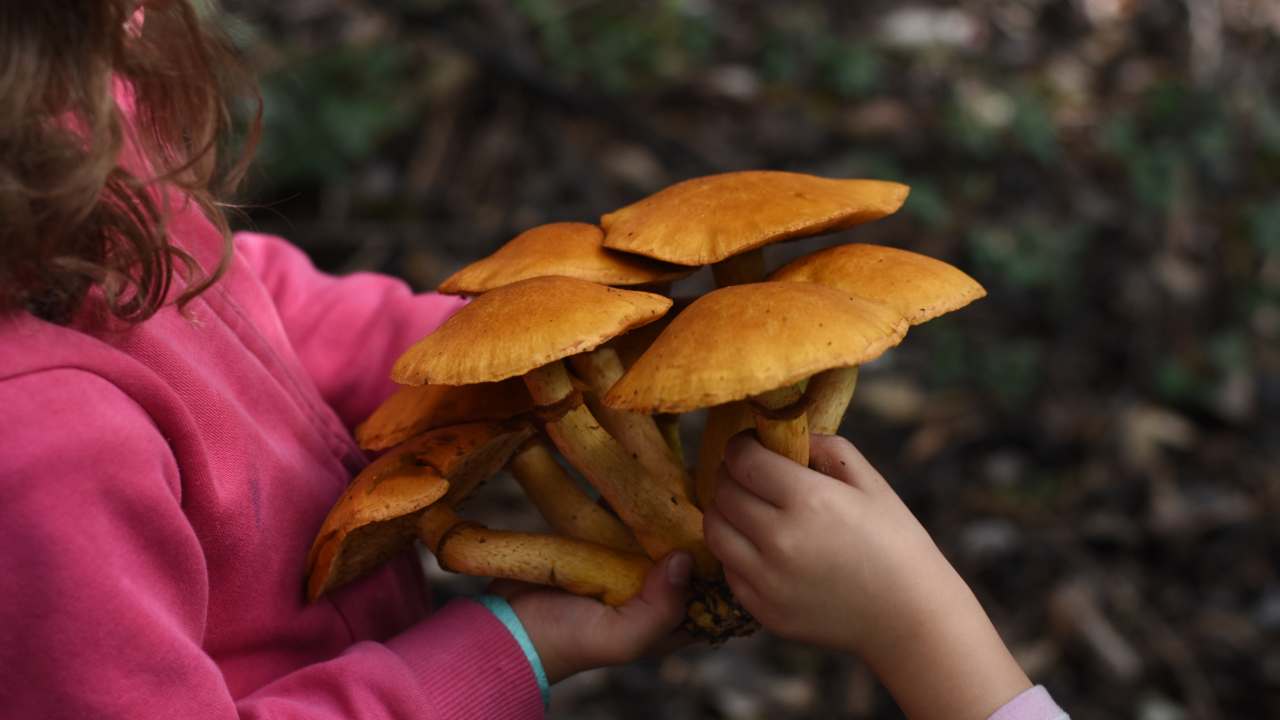 Funghi Velenosi