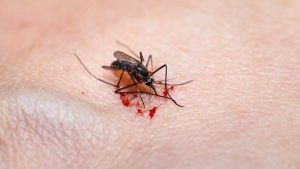 Cosa fare quando la puntura di zanzara fa infezione